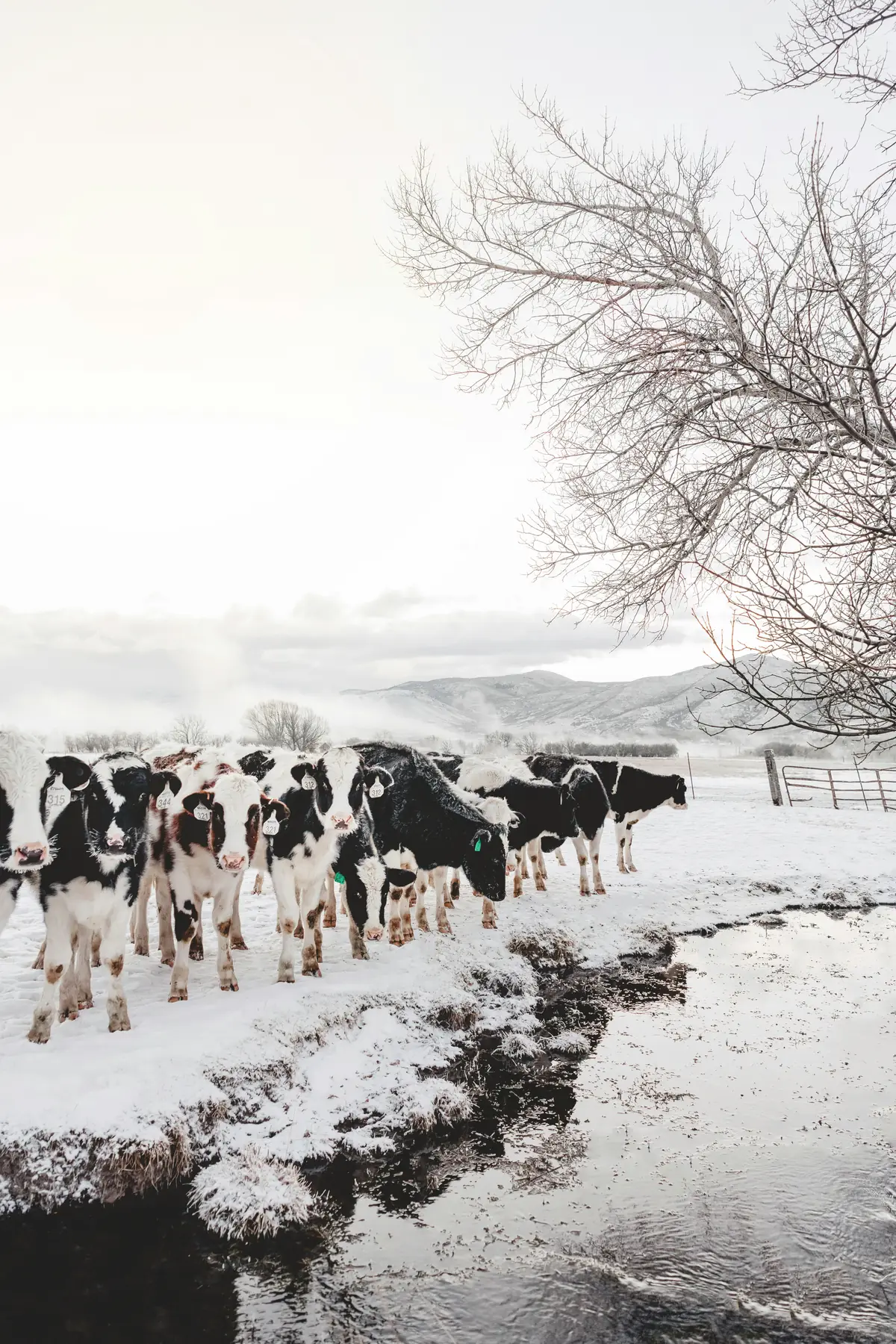 Cattle crossing a snowy field in Midway, Utah